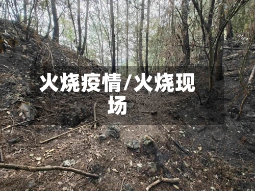 火烧疫情/火烧现场-第2张图片