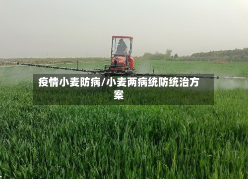 疫情小麦防病/小麦两病统防统治方案-第2张图片