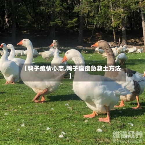 【鸭子疫情心态,鸭子瘟疫急救土方法】