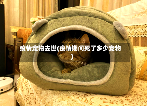疫情宠物去世(疫情期间死了多少宠物)-第3张图片