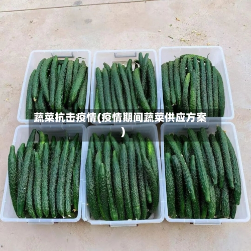 蔬菜抗击疫情(疫情期间蔬菜供应方案)-第3张图片