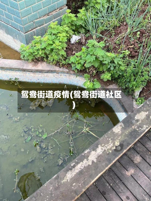 鸳鸯街道疫情(鸳鸯街道社区)-第2张图片