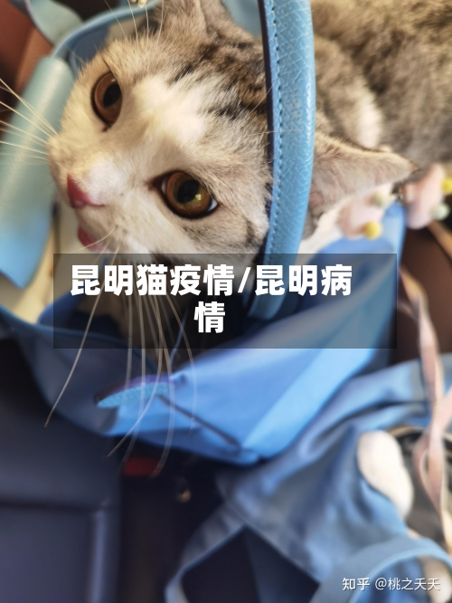 昆明猫疫情/昆明病情-第2张图片