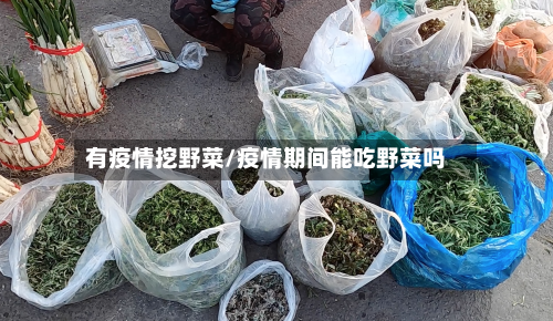 有疫情挖野菜/疫情期间能吃野菜吗-第3张图片