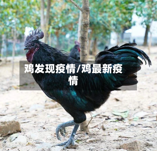 鸡发现疫情/鸡最新疫情