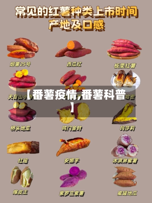 【番薯疫情,番薯科普】