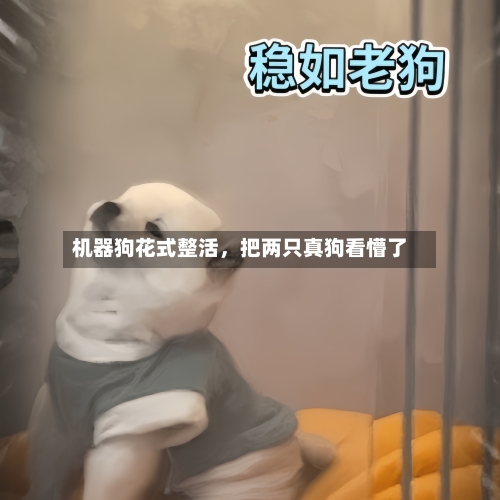 机器狗花式整活，把两只真狗看懵了-第3张图片