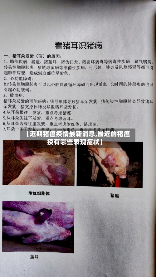 【近期猪瘟疫情最新消息,最近的猪瘟疫有哪些表现症状】-第2张图片