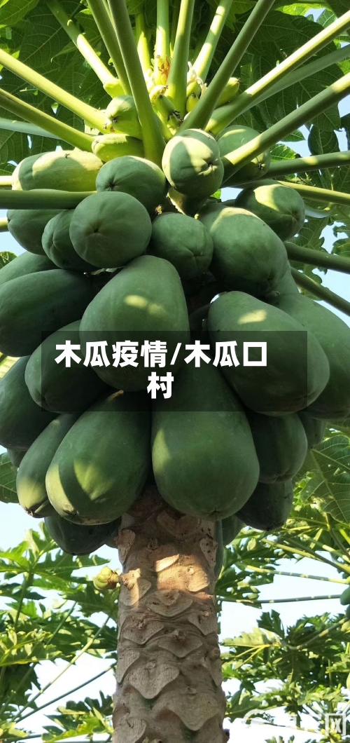 木瓜疫情/木瓜口村