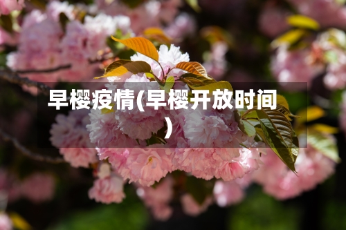 早樱疫情(早樱开放时间)