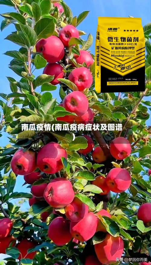 南瓜疫情(南瓜疫病症状及图谱)