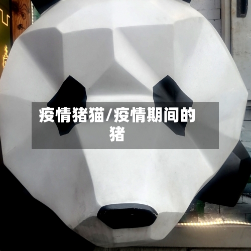 疫情猪猫/疫情期间的猪