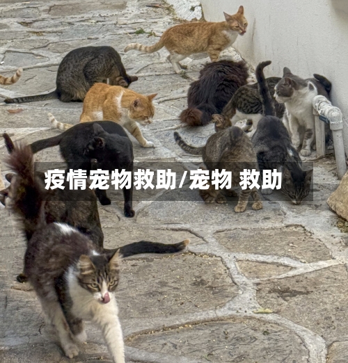 疫情宠物救助/宠物 救助-第2张图片