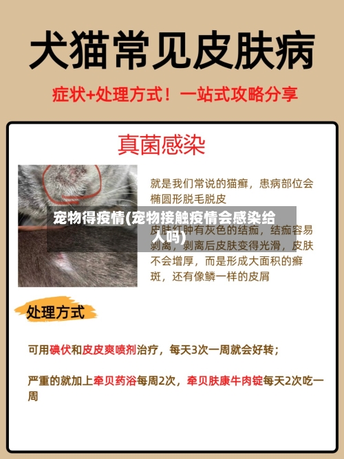 宠物得疫情(宠物接触疫情会感染给人吗)-第3张图片