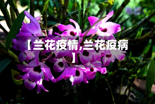 【兰花疫情,兰花疫病】-第3张图片