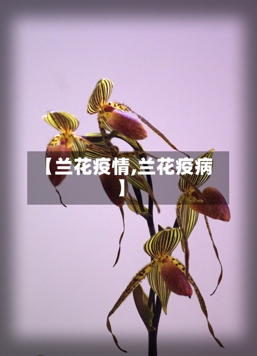 【兰花疫情,兰花疫病】-第2张图片