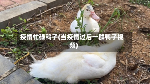 疫情忙碌鸭子(当疫情过后一群鸭子视频)