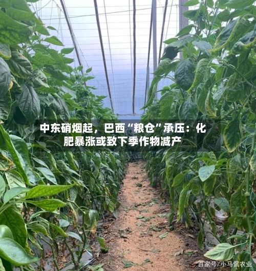 中东硝烟起，巴西“粮仓”承压：化肥暴涨或致下季作物减产-第3张图片