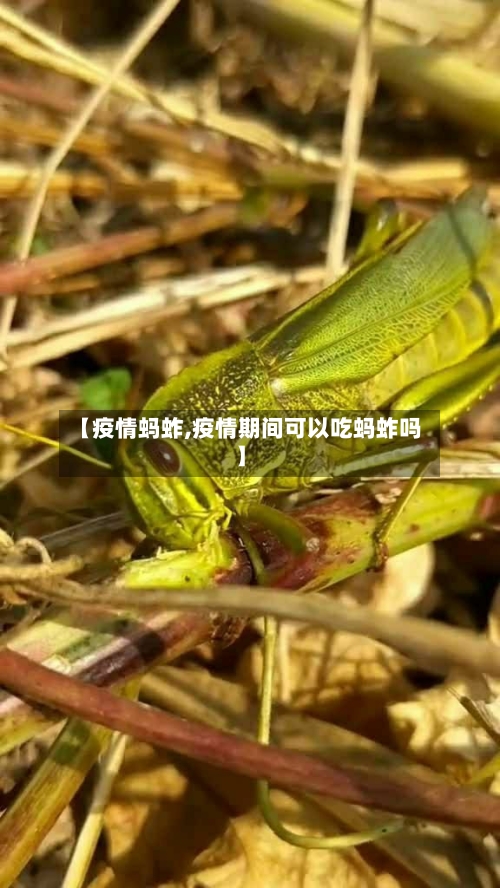 【疫情蚂蚱,疫情期间可以吃蚂蚱吗】-第2张图片