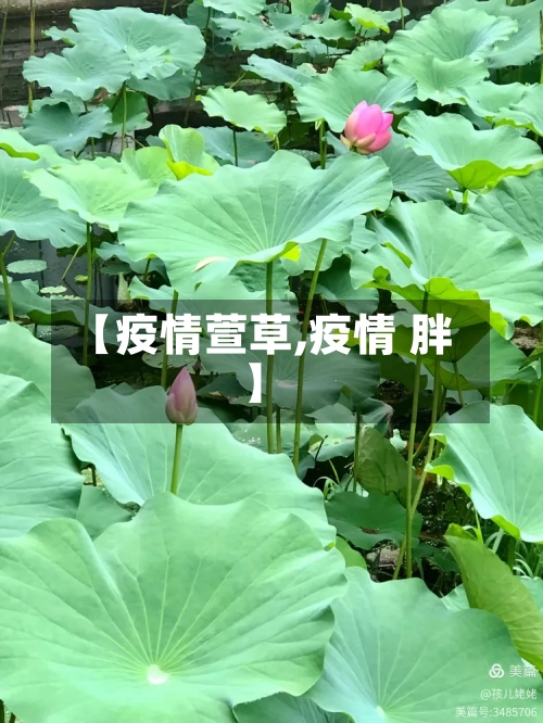 【疫情萱草,疫情 胖】-第2张图片