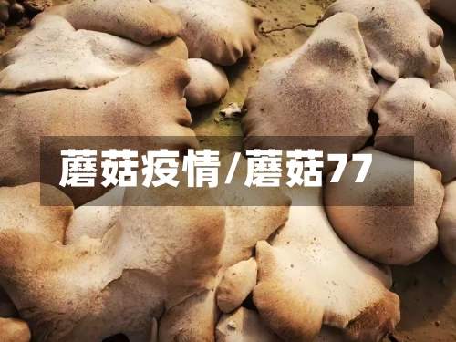 蘑菇疫情/蘑菇77-第2张图片
