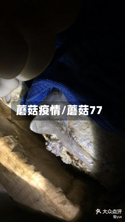蘑菇疫情/蘑菇77