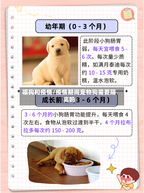 喂狗和疫情/疫情期间宠物狗需要隔离吗-第2张图片