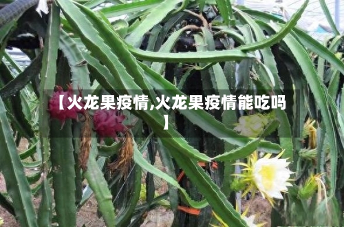 【火龙果疫情,火龙果疫情能吃吗】