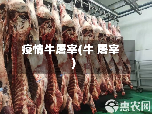 疫情牛屠宰(牛 屠宰)-第3张图片