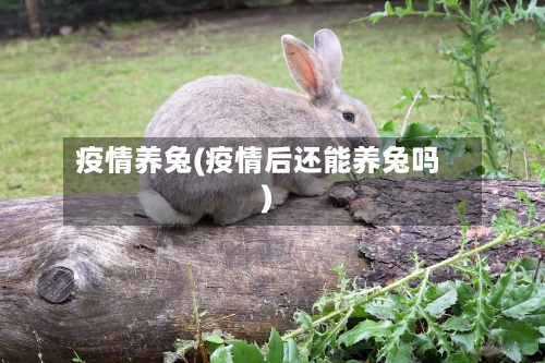 疫情养兔(疫情后还能养兔吗)